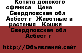 Котята донского сфинкса › Цена ­ 3 000 - Свердловская обл., Асбест г. Животные и растения » Кошки   . Свердловская обл.,Асбест г.